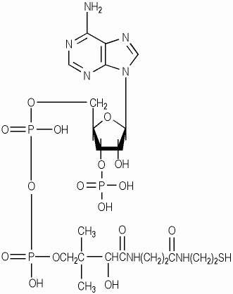 Coenzyme A