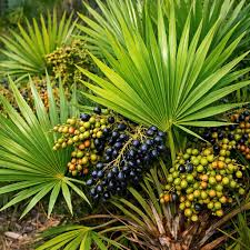 Serenoa Serrulata Fruit Extract