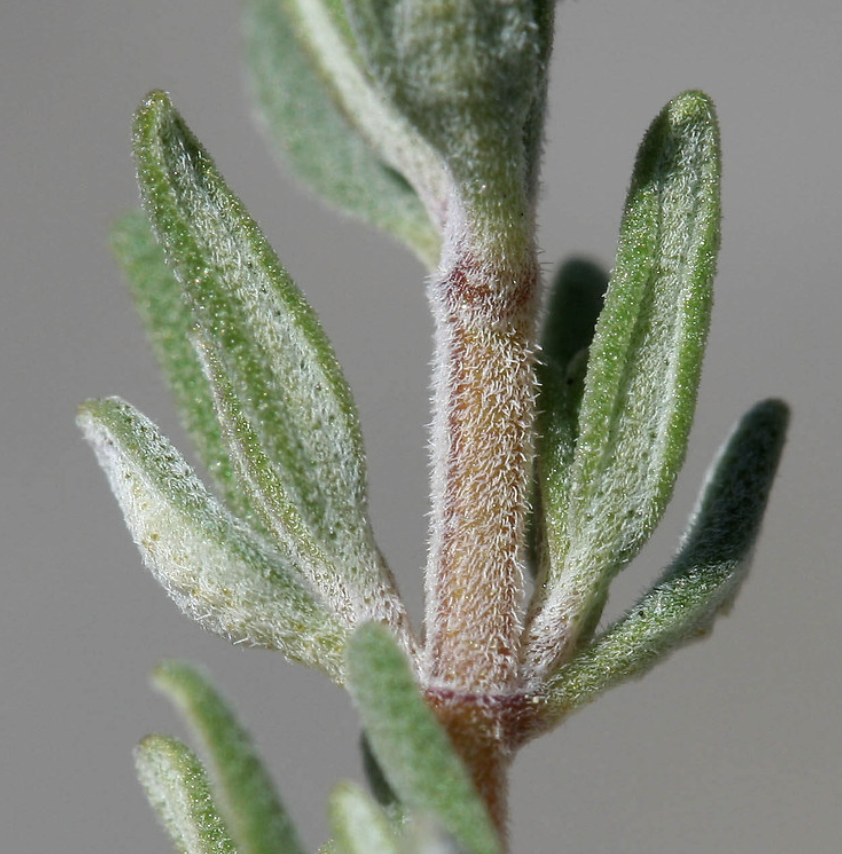 Thymus Vulgaris Leaf Extract