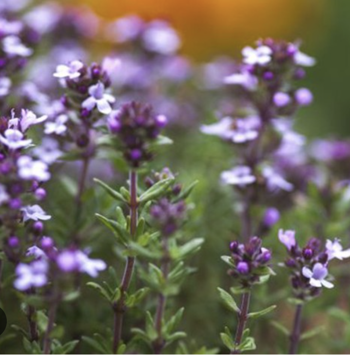 Extracts Of Thymus Vulgaris Flower/Leaf
